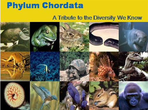 Animal Diversity - Chordata