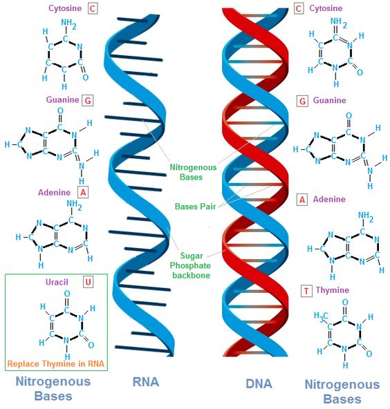 Biochemistry - Nucleic Acids and Buffer Systems