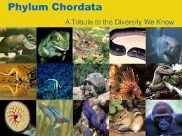 21U2CPZ002 Animal Diversity - Chordata 
