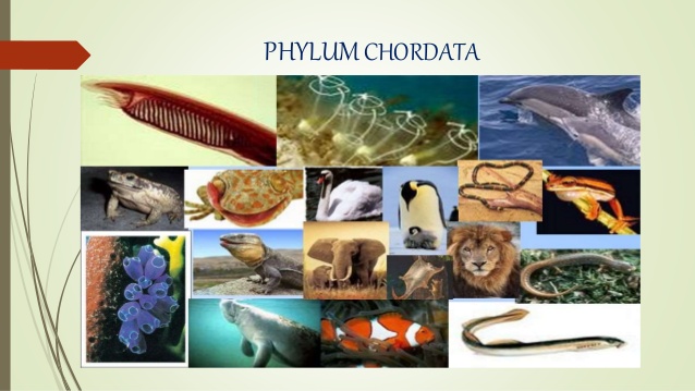 Phylum chordata